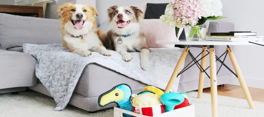 Spring Cleaning Tips for Dog Owners